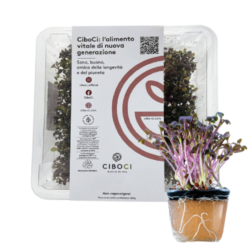 CiboCi antiox teca con 25 piantine alimentari