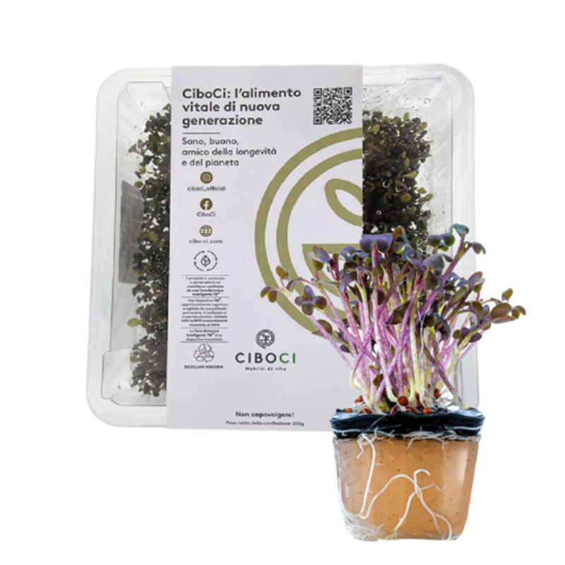 CiboCi everytime teca con 25 piantine alimentari