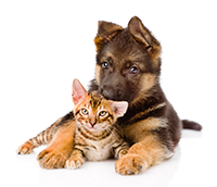 Veterinaria Veterinaria